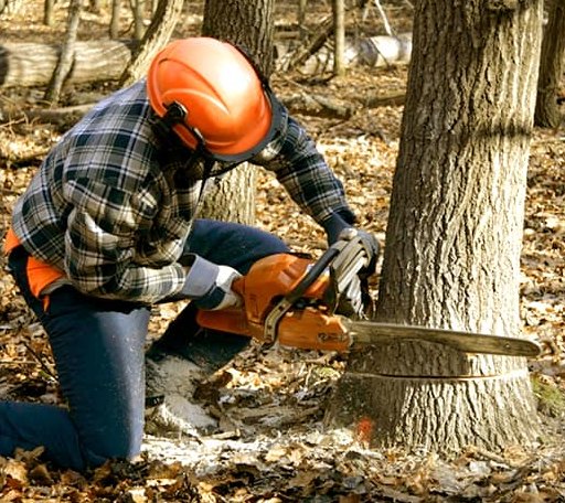 Tree Removal in Anson, TX